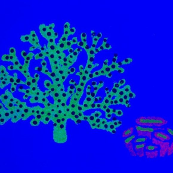 UV BLACKLIGHT CORAL PAINTING White Canvas Coral Saltwater Reef Ocean Life Art - Picture 4 of 4